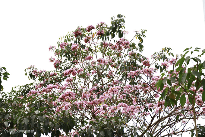 Kèn hồng bung nở