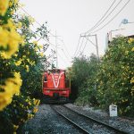 Hoa vàng nở trong thành phố Hoa vàng nở trong thành phố