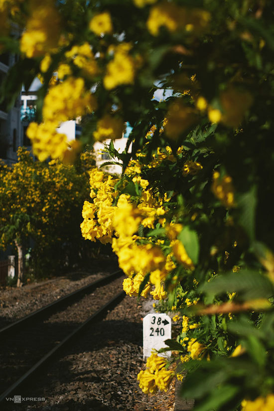 Hoa vàng nở trong thành phố