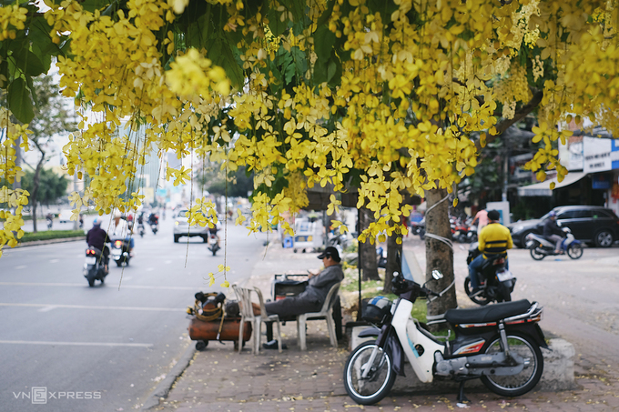 Hoa vàng nở trong thành phố