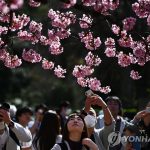 Hàng nghìn người Nhật Bản đổ xô đi ngắm hoa anh đào Hang nghin nguoi Nhat Ban do xo di ngam hoa anh dao hinh anh 1 1.jpg