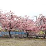 Hoa đào Nhật Bản nở sớm Hoa đào Nhật Bản nở sớm