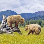 Alaska tìm cách lôi kéo du khách Ở phía bắc của dãy Alaska là công viên quốc gia Denali - một trong những công viên lớn nhất nước. Nơi đây cũng là nhà của ngọn núi cao nhất Bắc Mỹ. Ảnh: Pinterest.