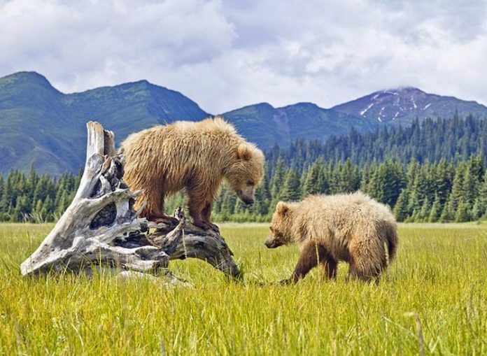 Ở phía bắc của dãy Alaska là công viên quốc gia Denali - một trong những công viên lớn nhất nước. Nơi đây cũng là nhà của ngọn núi cao nhất Bắc Mỹ. Ảnh: Pinterest.