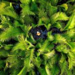 Ba ảnh Việt Nam đẹp nhất thế giới Ba ảnh Việt Nam đẹp nhất thế giới