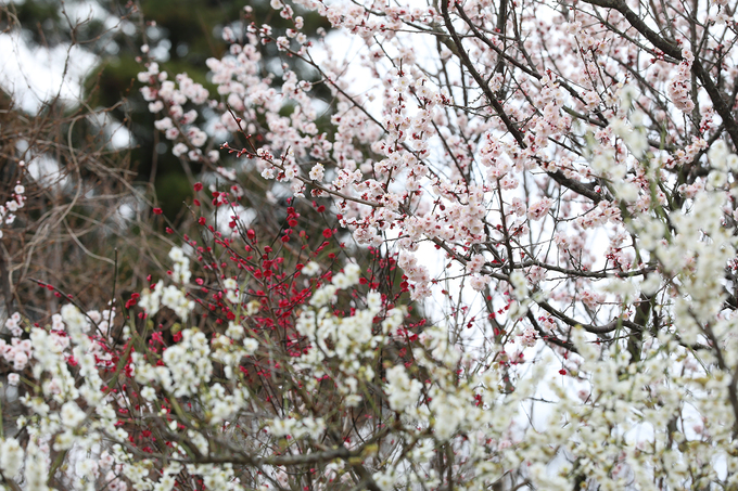 Hoa đào Nhật Bản nở sớm