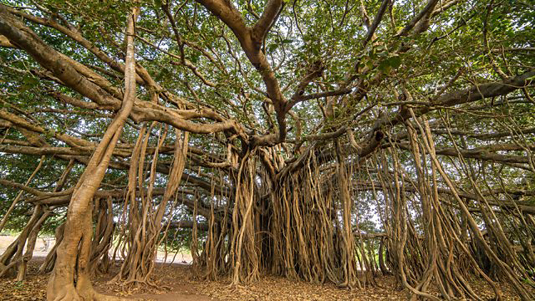 Theo Sở lâm nghiệp địa phương, đây cũng là cây đa già nhất nước, với 660 năm tuổi và có hơn 4.000 rễ. Ảnh: BBC.