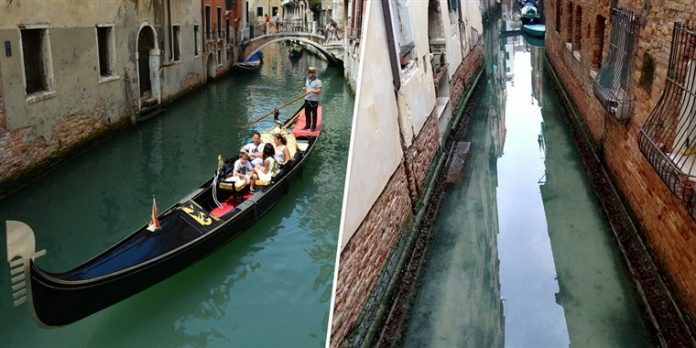 Nước kênh trong vắt với những đàn cá nhỏ bơi lội là những điều mà trước đây khi Venice đông nghịt du khách, bạn sẽ khó thấy được. Ảnh: Twitter.