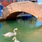 Nước ở Venice trong vắt nhờ vắng khách Nước kênh trong vắt, thiên nga và cá bơi lội là những điều mà trước đây khi Venice đông nghịt du khách, bạn sẽ khó thấy được. Ảnh: Twitter.