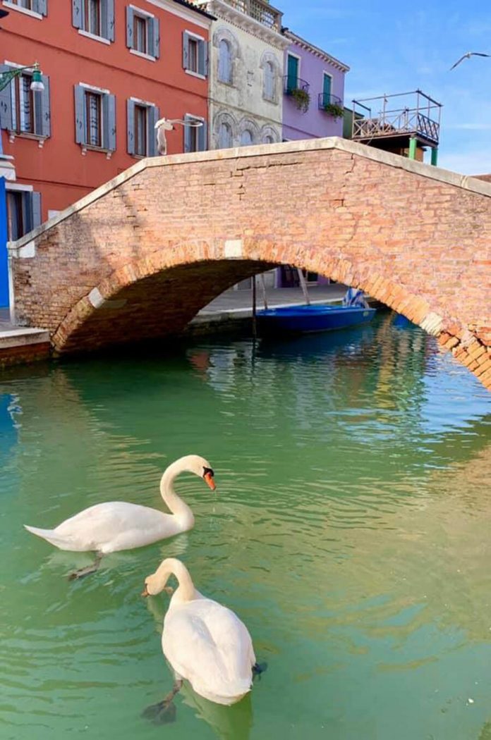 Nước kênh trong vắt, thiên nga và cá bơi lội là những điều mà trước đây khi Venice đông nghịt du khách, bạn sẽ khó thấy được. Ảnh: Twitter.