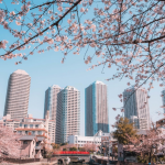 Người Nhật bịt khẩu trang ra đường ngắm anh đào nở rực trời Nguoi Nhat bit khau trang ra duong ngam anh dao no ruc troi hinh anh 1 5e744565af205.png