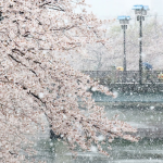 Cảnh tượng anh đào nở trong tuyết hiếm có ở Nhật Bản Canh tuong anh dao no trong tuyet hiem co o Nhat Ban hinh anh 1 5e819b3dac489.png