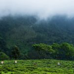 Trà quý chỉ hái vào đêm trăng tròn Không giống như các nông trường chè khác vốn dựa vào điều kiện tự nhiên như đất và giống cây, tại Makaibari người dân chọn tin vào vũ trụ. Họ dựa vào sự dịch chuyển của các tinh cầu và lịch thiên văn để xác định thời điểm thích hợp cho việc hái lá chè trong mùa thu hoạch. Ảnh: Bloomberg.