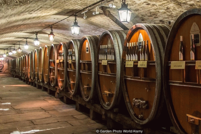 Hầm rượu Strasbourg cũng là nơi lưu trữ loại rượu vang trắng lâu đời nhất thế giới - vang trắng Alsace – mới chỉ được uống thử 3 lần từ 1472 cho tới nay. Ảnh: CNN/Garden Photo World/Alamy.