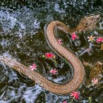 Lạc giữa vương quốc rắn ở Việt Nam, đủ loại từ hiền đến kịch độc Lac giua vuong quoc ran o Viet Nam, du loai tu hien den kich doc hinh anh 1 abcd.jpg