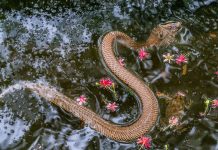 Lạc giữa vương quốc rắn ở Việt Nam, đủ loại từ hiền đến kịch độc Lac giua vuong quoc ran o Viet Nam, du loai tu hien den kich doc hinh anh 1 abcd.jpg