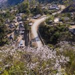 Hoa ban nở trắng rừng Tây Bắc Hoa ban nở trắng rừng Tây Bắc