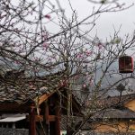 Muốn đến Hà Giang săn hoa đào nở muộn, đừng bỏ qua những kinh nghiệm này