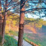 3 Điều tuyệt vời khiến bạn muốn du lịch Đà Lạt ngay tháng 3 này