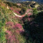 Mẫu Sơn mùa hoa đào rừng Mẫu Sơn mùa hoa đào rừng