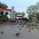 Đàn khỉ đói tràn ra phố Đàn khỉ đói tràn ra đường phố Thái Lan