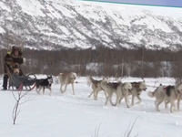 Cuộc thi chó kéo xe trượt tuyết ở Kamchatka, Nga