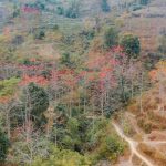 Mùa hoa nở trên cao nguyên đá Mùa hoa nở trên cao nguyên đá