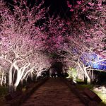 Bài viết thứ 2: Chúng tôi giới thiệu về ‘Lâu đài Nakijin’ và ‘Thủy cung Okinawa Churaumi’ Bài viết thứ 2: Chúng tôi giới thiệu về ‘Lâu đài Nakijin’ và ‘Thủy cung Okinawa Churaumi’