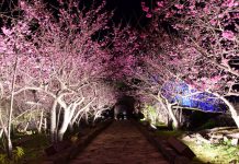 Bài viết thứ 2: Chúng tôi giới thiệu về ‘Lâu đài Nakijin’ và ‘Thủy cung Okinawa Churaumi’ Bài viết thứ 2: Chúng tôi giới thiệu về ‘Lâu đài Nakijin’ và ‘Thủy cung Okinawa Churaumi’