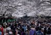 Hàng nghìn người đổ xô ngắm hoa anh đào Khách tham quan trong công viên Ueno vào ngày 22/3. Công viên Ueno là nơi nổi tiếng nhất tại Tokyo trong mùa hoa anh đào. Ảnh: Issei Kato/Reuters.