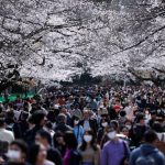 Hàng nghìn người đổ xô ngắm hoa anh đào Khách tham quan trong công viên Ueno vào ngày 22/3. Công viên Ueno là nơi nổi tiếng nhất tại Tokyo trong mùa hoa anh đào. Ảnh: Issei Kato/Reuters.
