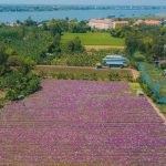 Cánh đồng hoa dừa cạn Cánh đồng hoa dừa cạn