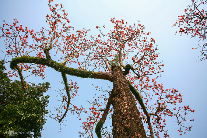 Rực đỏ hoa gạo trước sân chùa Thầy