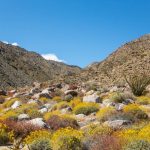 Sa mạc mùa hoa nở Sa mạc mùa hoa nở