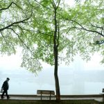 Hà Nội mùa hoa sưa Hà Nội mùa hoa sưa