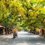 Phố Hội vàng rực hoa sưa Phố Hội vàng rực hoa sưa