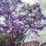 Đến đây mà xem, Đà Lạt tháng 3 – hoa nở rộ khắp phố phường rồi đây này