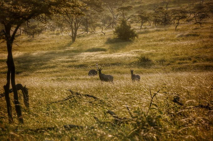 Trên đồng cỏ Tanzania