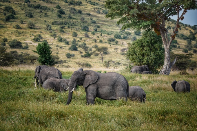 Trên đồng cỏ Tanzania
