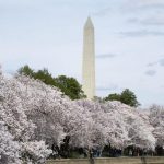 Hoa đào nở rộ trong đại dịch Hoa đào nở rộ trong đại dịch