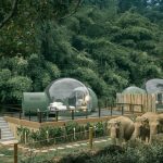 Khám phá cuộc sống những chú voi từ ngôi nhà bong bóng Khám phá cuộc sống những chú voi từ ngôi nhà bong bóng - Ảnh 1.