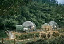 Khám phá cuộc sống những chú voi từ ngôi nhà bong bóng Khám phá cuộc sống những chú voi từ ngôi nhà bong bóng - Ảnh 1.