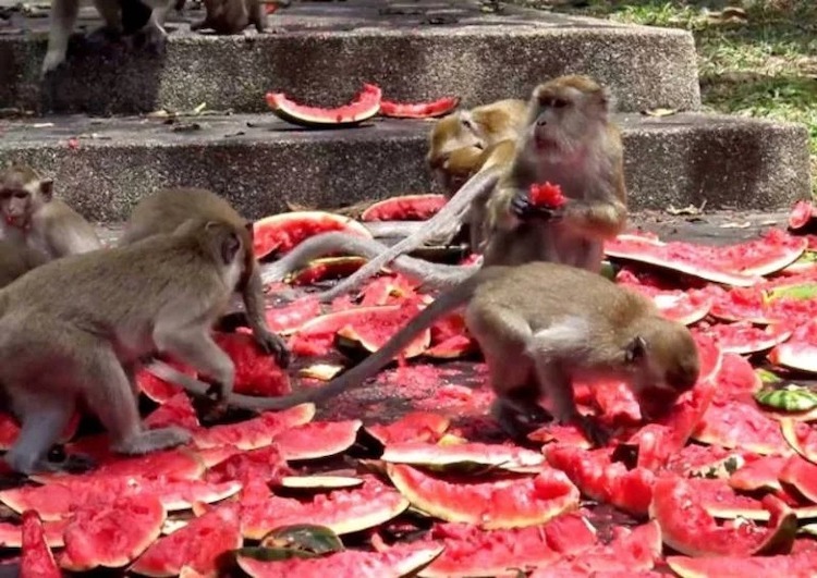 Người địa phương phải quyên góp dưa hấu và cà chua tươi cho đàn khỉ. Ảnh: Asia One.