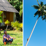 Khỉ hái dừa kiếm tiền cho chủ Bang San cho biết Ko Yao Noi chỉ có hai người biết dạy khỉ hái dừa như ông. Ảnh: Austin Bush.