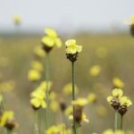 Hoàng đầu ấn – loài hoa người xưa gặp là sợ, giờ thành điểm ‘check-in’ Hoàng đầu ấn - loài hoa người xưa gặp là sợ, giờ thành điểm check-in - Ảnh 1.