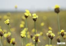 Hoàng đầu ấn – loài hoa người xưa gặp là sợ, giờ thành điểm ‘check-in’ Hoàng đầu ấn - loài hoa người xưa gặp là sợ, giờ thành điểm check-in - Ảnh 1.