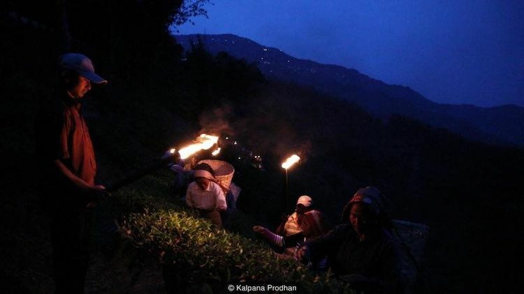 Sau 8 giờ tối, khi ánh trăng sáng nhất, khoảng 80 - 100 thợ hái chè lành nghề bắt đầu đi lên các triền núi hái chiếc lá và búp trà rồi nhanh chóng bỏ chúng vào chiếc giỏ lớn sau lưng. Ảnh: BBC.