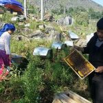 Đi bán văn hóa bản địa Anh Thào Chứ Nhù, 35 tuổi, người H’Mông là một trong những người nuôi ong nổi tiếng của địa phương. Ảnh: Đỗ Quang Tuấn Hoàng.