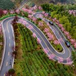 Mùa hoa đến sớm ở Trung Quốc Mùa hoa đến sớm ở Trung Quốc