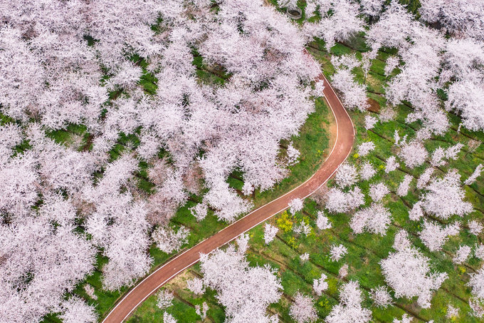 Mùa hoa đến sớm ở Trung Quốc